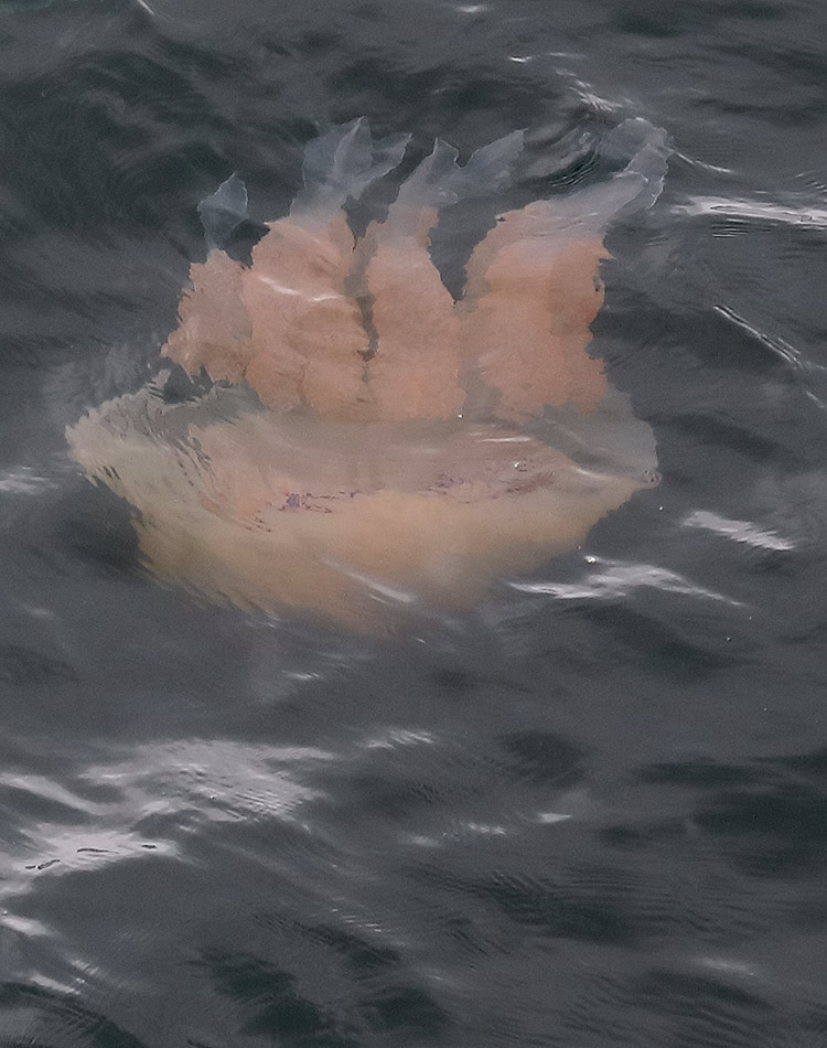 jellyfish